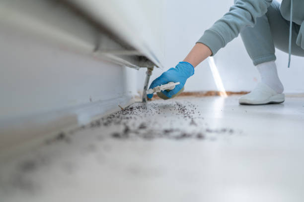 Best Flea Control Services  in Haskins, OH